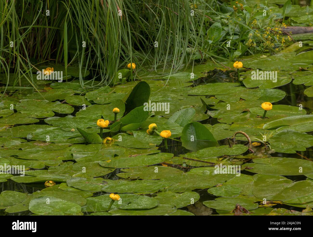 Yellow Water-lily, Nuphar lutea in flower in slow-flowing river. Stock Photo