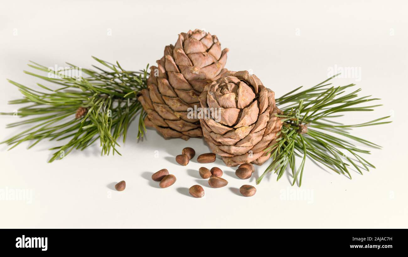 close-up, isolate cedar cones with branches and nuts Stock Photo
