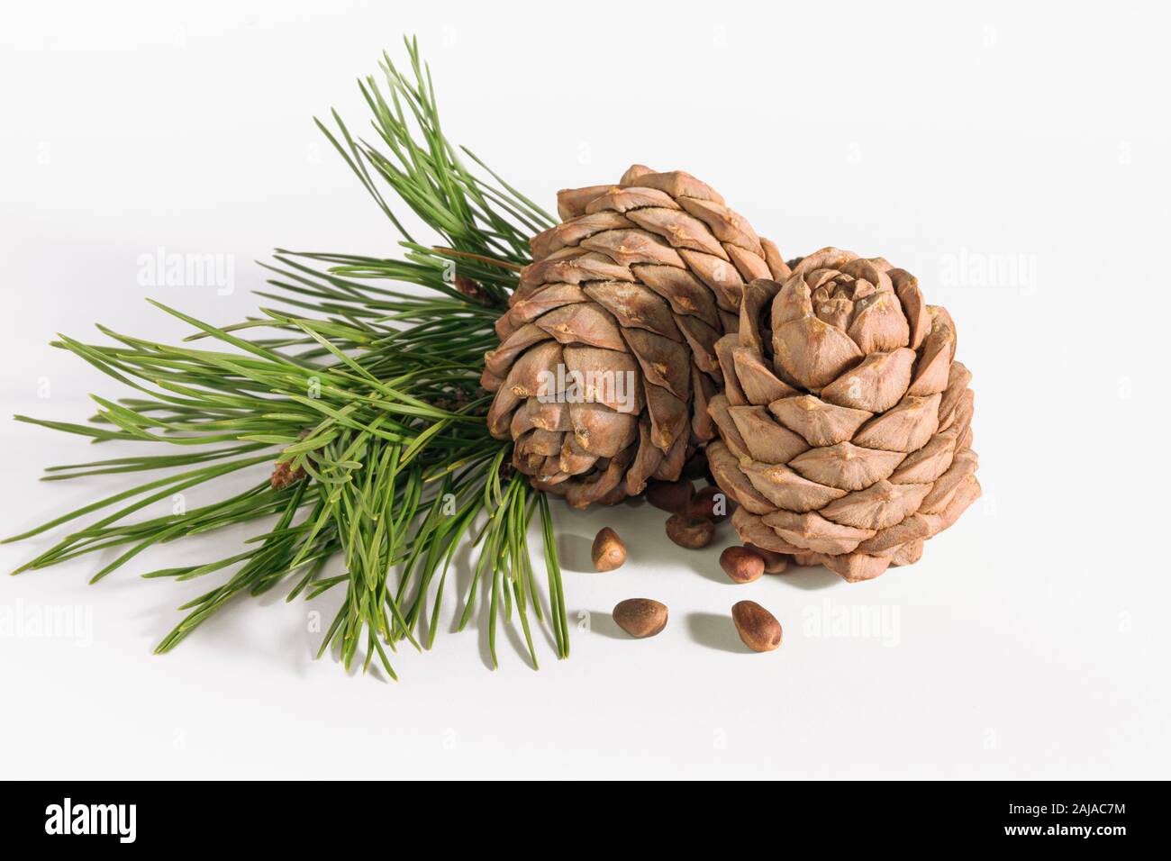 close-up, isolate cedar cones with branches and nuts Stock Photo