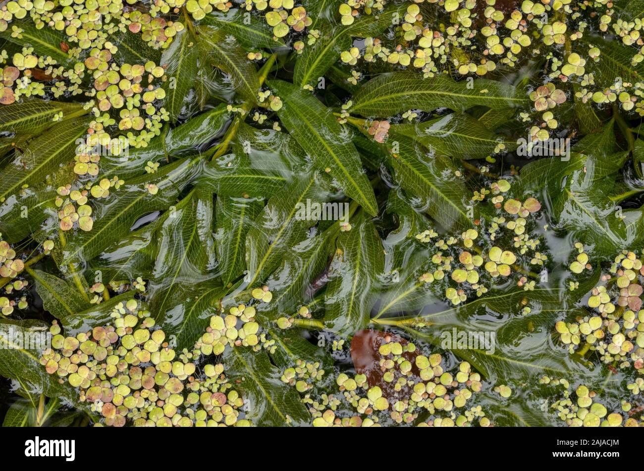 Shining pondweed, Potamogeton lucens, with Greater Duckweed in pond. Stock Photo