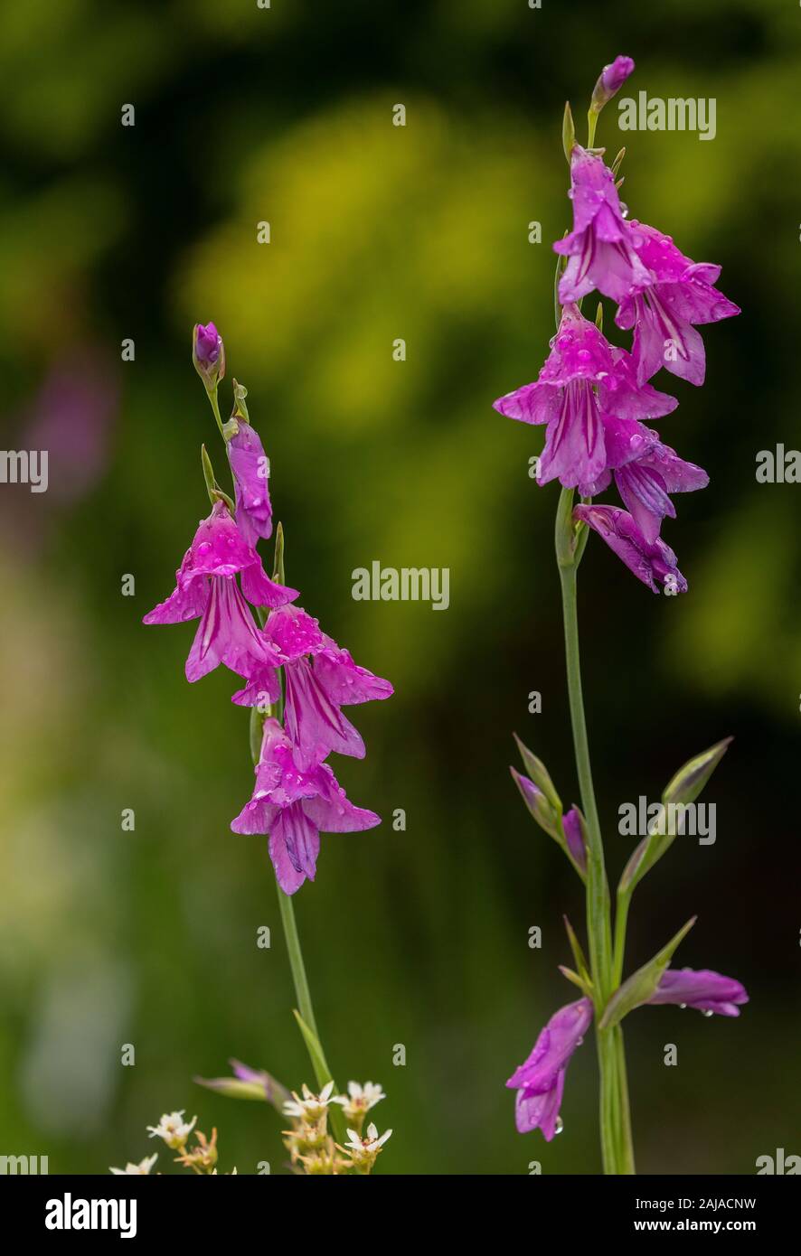 Marsh gladiolus, Gladiolus palustris, in flower in montane marshland, Alps. Stock Photo