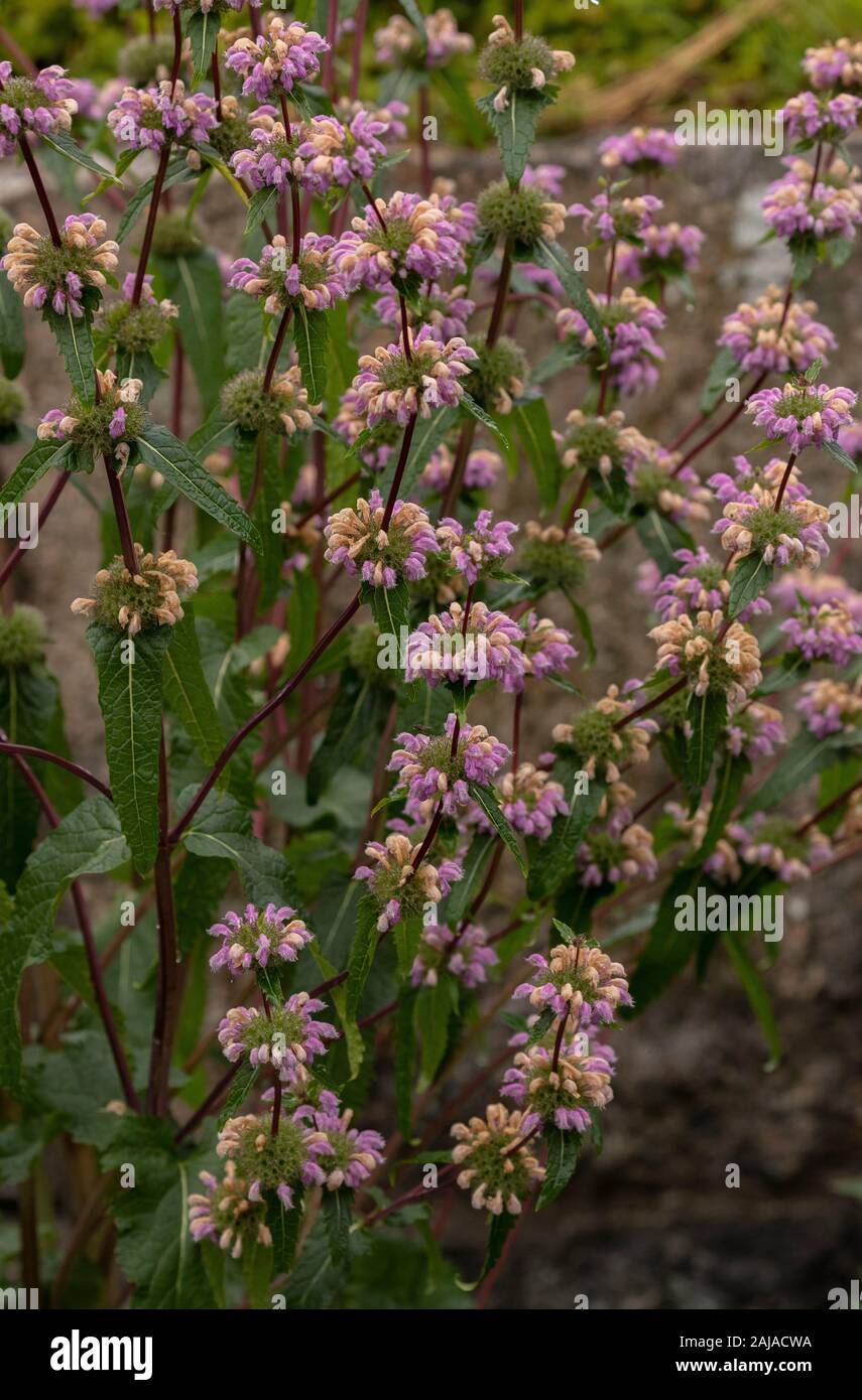 Sage-leaf mullein, Phlomis tuberosa in flower in garden. Stock Photo