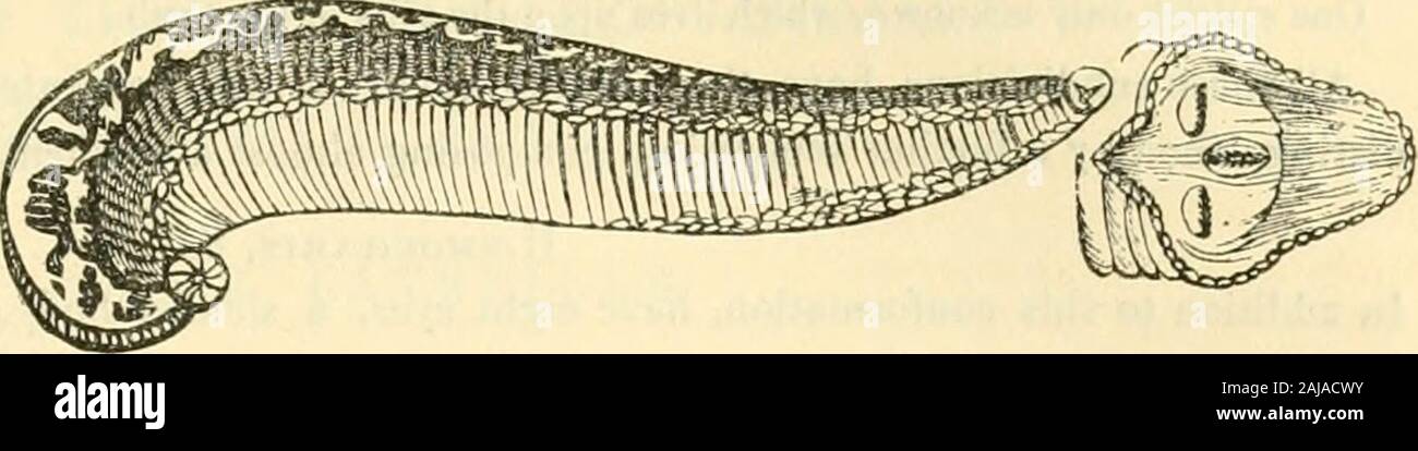 The animal kingdom, arranged after its organization : forming a natural history of animals, and an introduction to comparative anatomy . THE SECOND FAMILY OF THE ABRANCHIOUS ANNELIDES,—or,The Abranchia without Bristles,—Comprise two great genera, both of which are aquatic. ABRANCHIA. 399. The Leeches (Hirtido, Linn.)—Have an oblong body, sometimes depressed, and wrinkled transversely; the mouth encircled by a lip,and the posterior extremity furnished with a flattened disk, both ends being adapted to fix upon bodiesby a kind of suction, by meansof which these animals move,for, having fixed thei Stock Photo