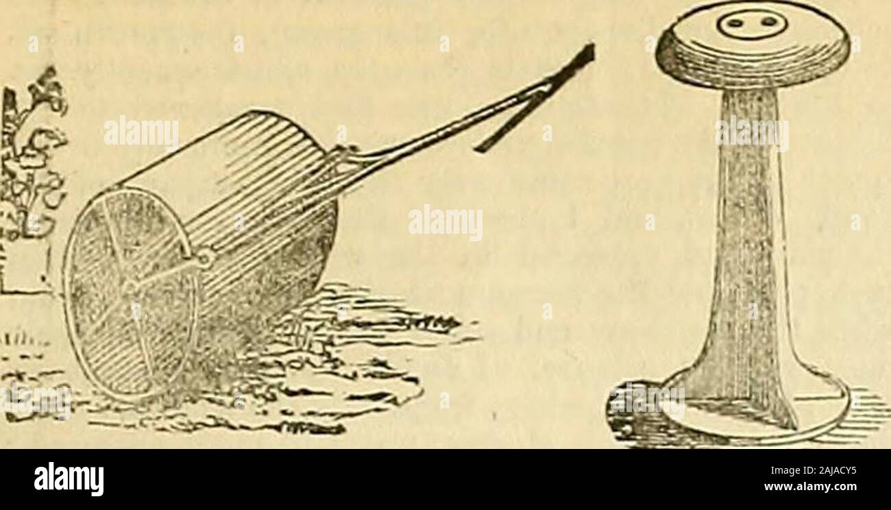 The Gardeners' Chronicle and Agricultural Gazette . w indentations ; the lacmg is very perfect, and theground-colom- fine. Two faults are apparent; the eye andthe lacing are of different shades of yellow, and the tube wantsthe projecting rim, to give finish to the centi-e.* Verbena—Orford—A large and dcficate pink varie^; thedirisions in the corolla are too deep : hut it forms a handsomehead of bloom.* Errata We omitted to mention in our Report of the Exhibi-tion of the Royal Botanic Society-. Regents-park, that the 1stPrize for Cinerarias was awaided to Messrs. Lane and Son,Berkhampstead ; an Stock Photo