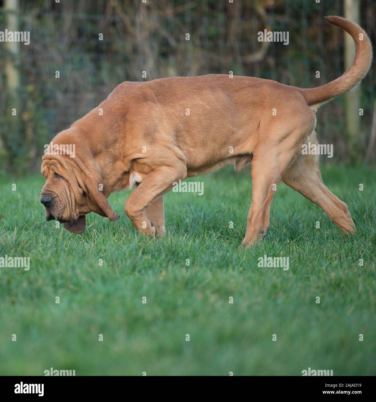 Bloodhound Sniffing High Resolution Stock Photography and Images - Alamy