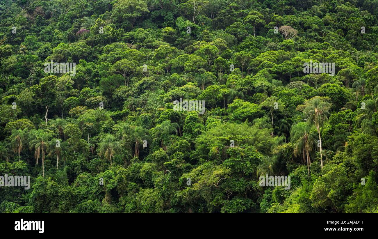 Dense tropical rainforest in Brazil, nature and ecology background. Stock Photo
