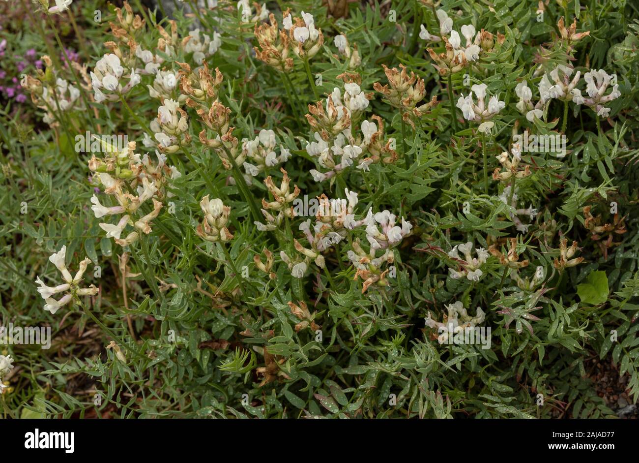 Yellow Milk-vetch,  Oxytropis campestris ssp sordida, in flower, northern Sweden. Stock Photo