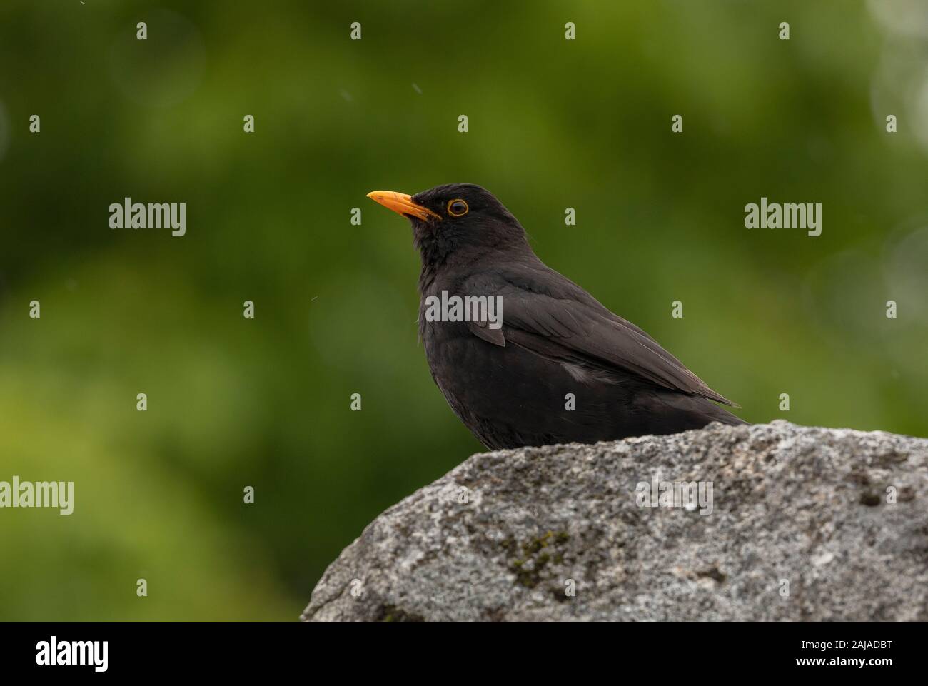 Male Blackbird, perched on rock, in breeding season. Stock Photo