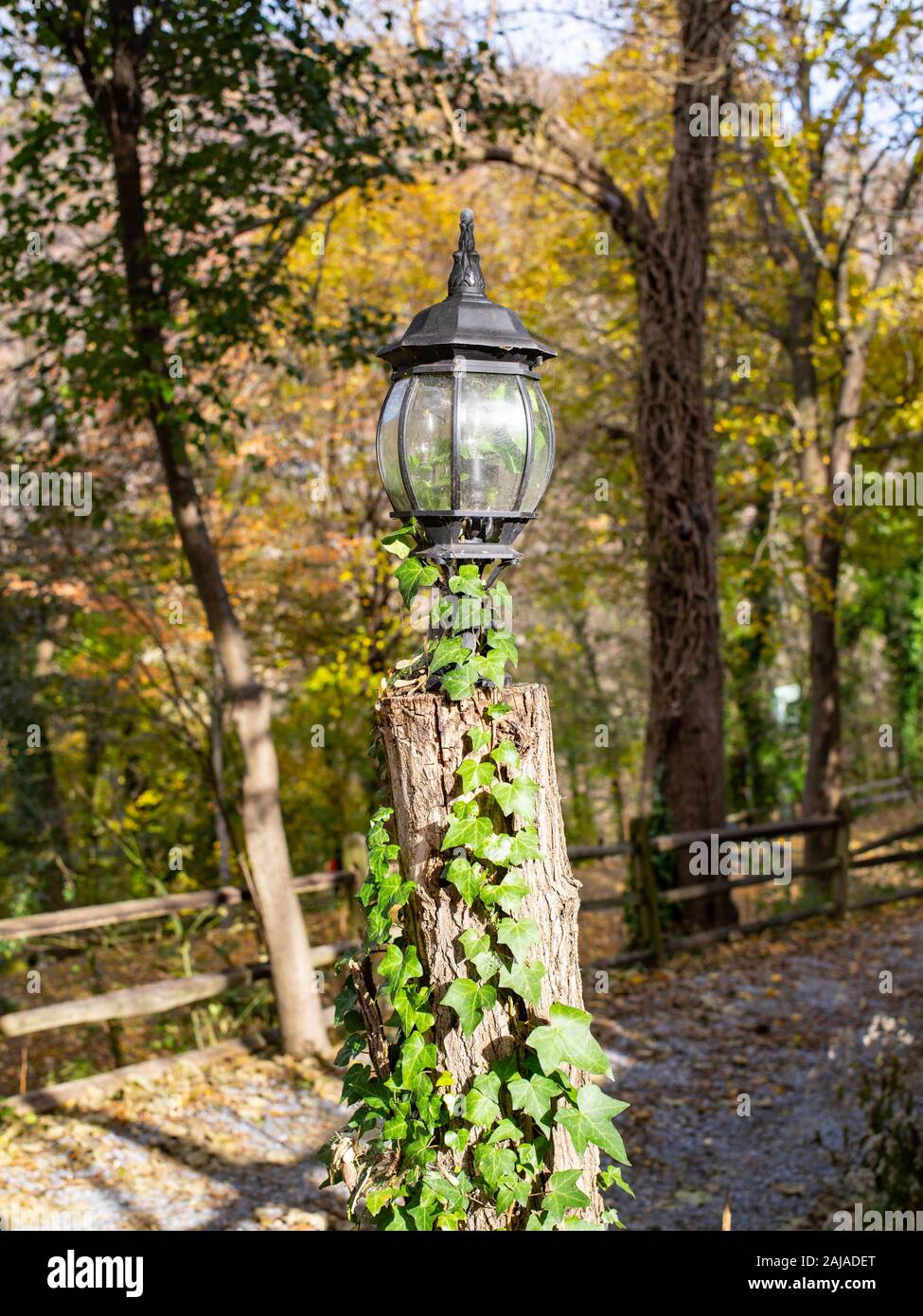 A green leaf Vine Snakes up a Lamp Post and Into the Lamp Stock Photo