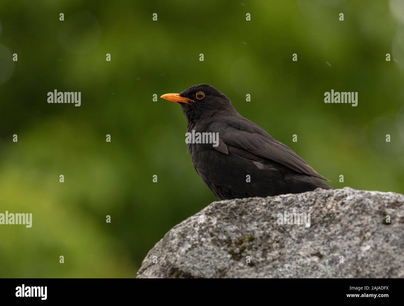 Male Blackbird, perched on rock, in breeding season. Stock Photo