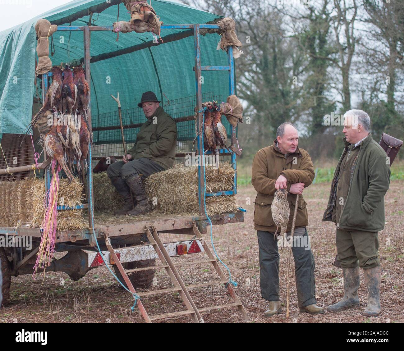 pheasant shooters Stock Photo