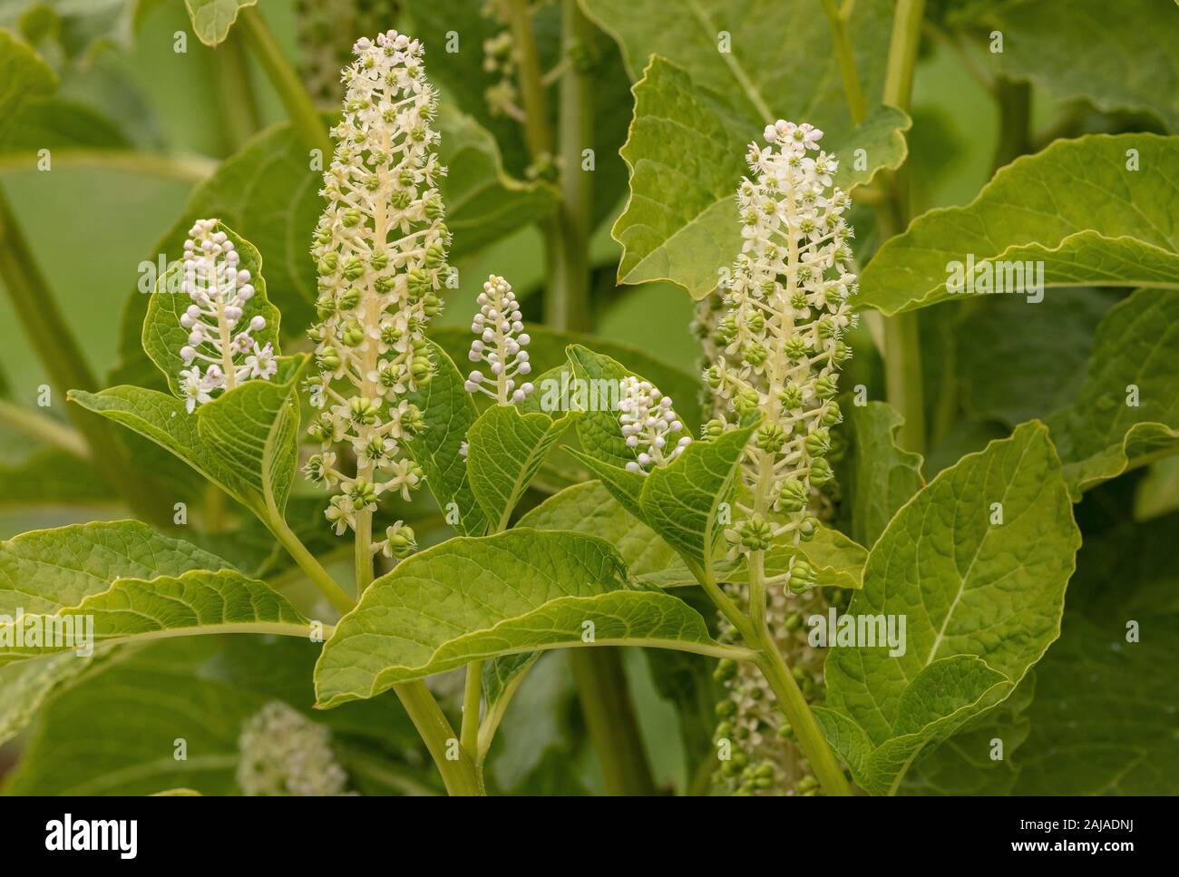 Indian Poke, Phytolacca acinosa, in flower. Toxic and medicinal plant. Stock Photo
