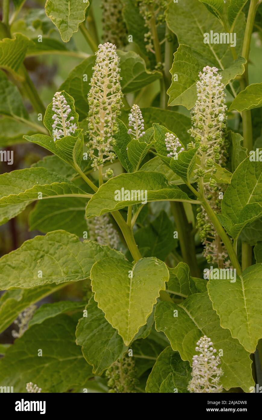 Indian Poke, Phytolacca acinosa, in flower. Toxic and medicinal plant. Stock Photo
