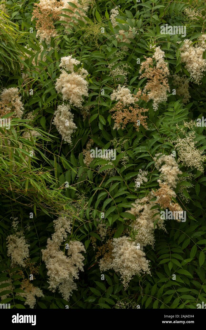 Kirilow false spiraea, Sorbaria kirilowii, in garden. From China, Stock Photo