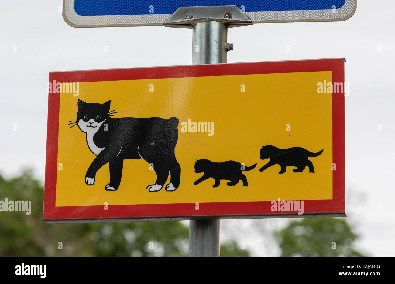 Cats crossing notice, Uppsala. Sweden Stock Photo