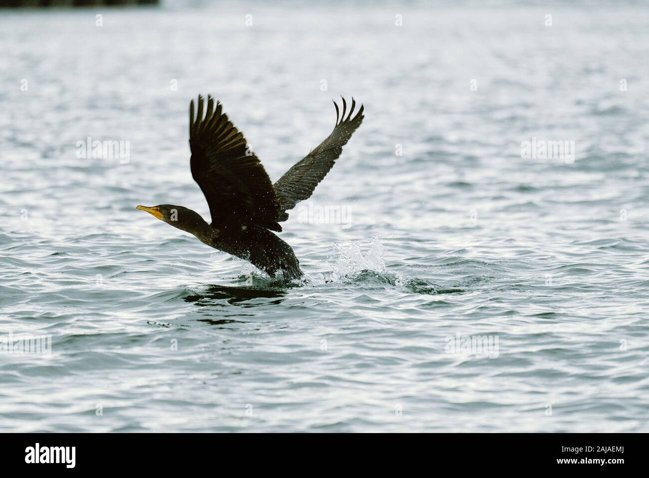 A DoubleCrested Cormorant taking flight from the Puget Sound Stock