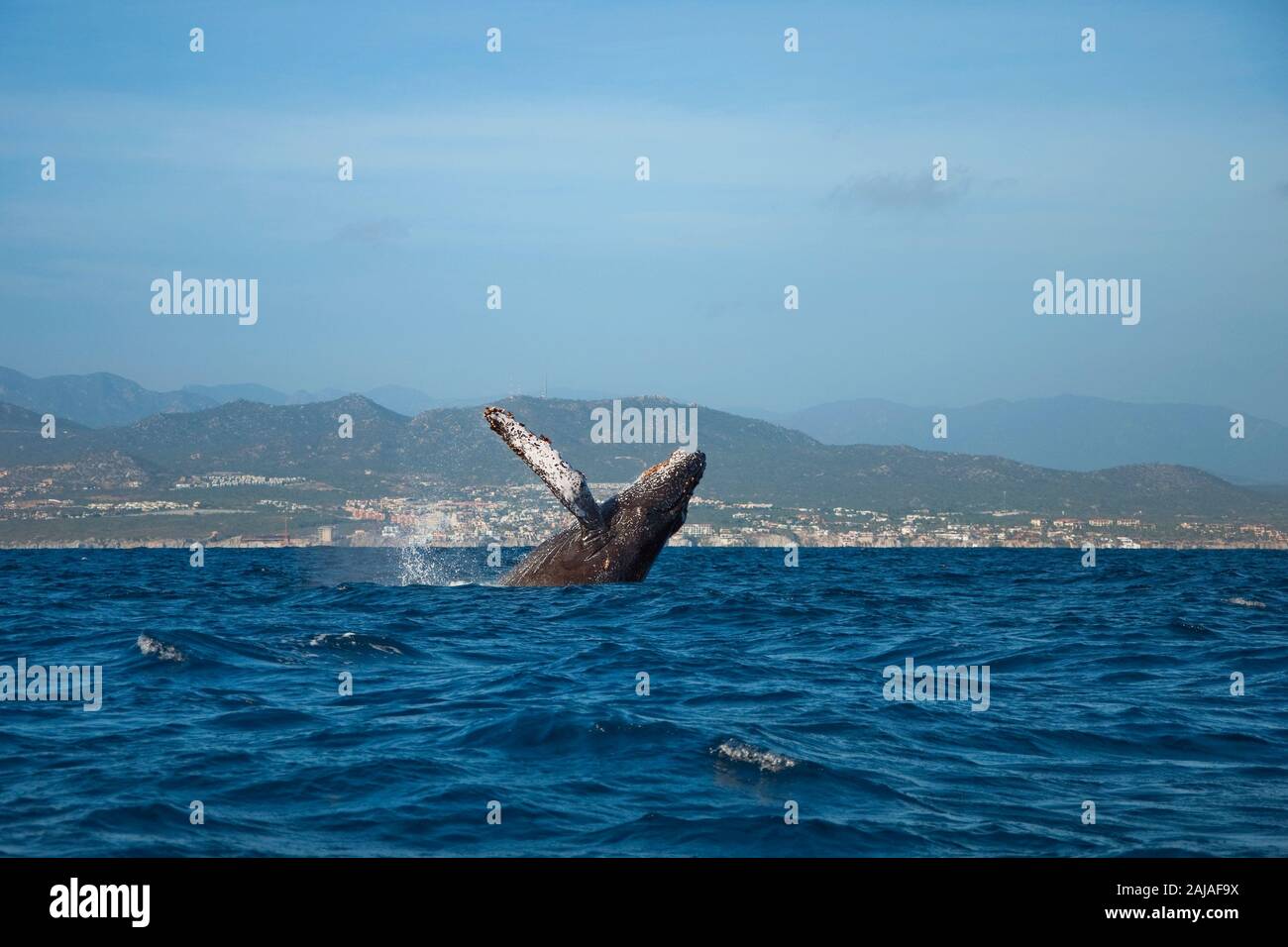 Breaching Humpback Whale, Cabo San Lucas Stock Photo