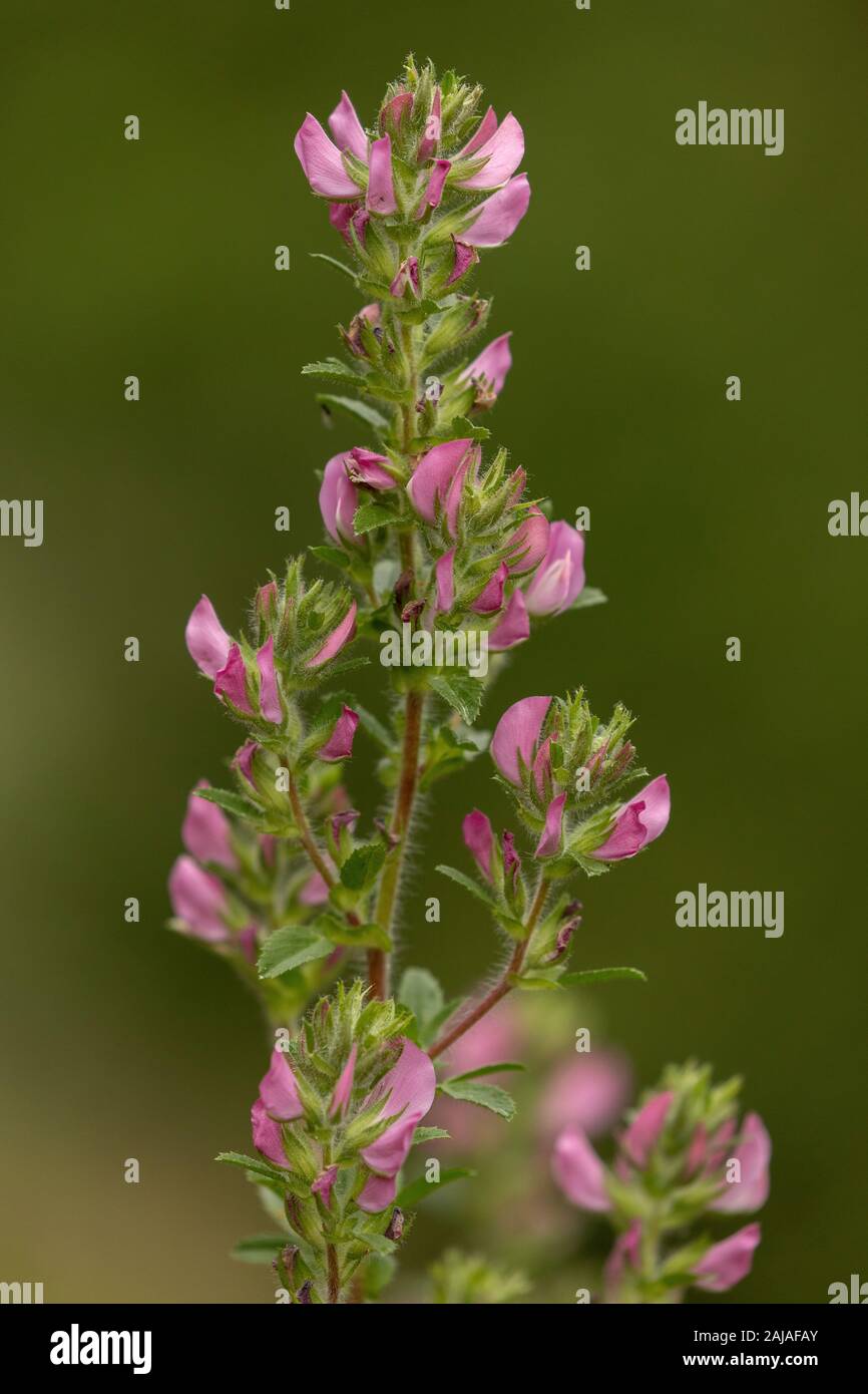 Field Restharrow,  Ononis arvensis, in flower in meadows, Sweden. Stock Photo