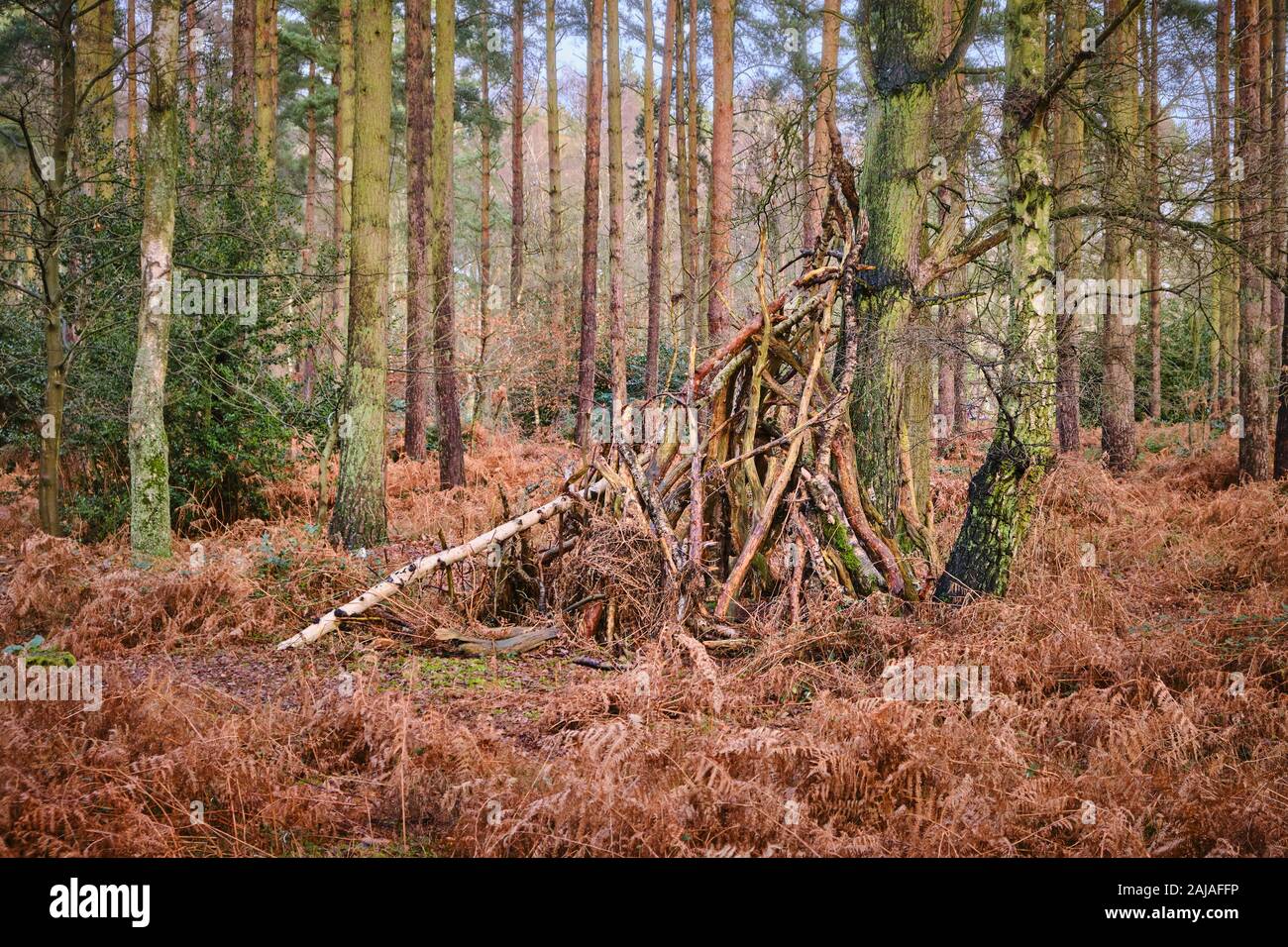Makeshift wooden bushcraft survival scouts or childrens constructed of tree branches in woodland  forest near Sandringham in Norfolk Stock Photo