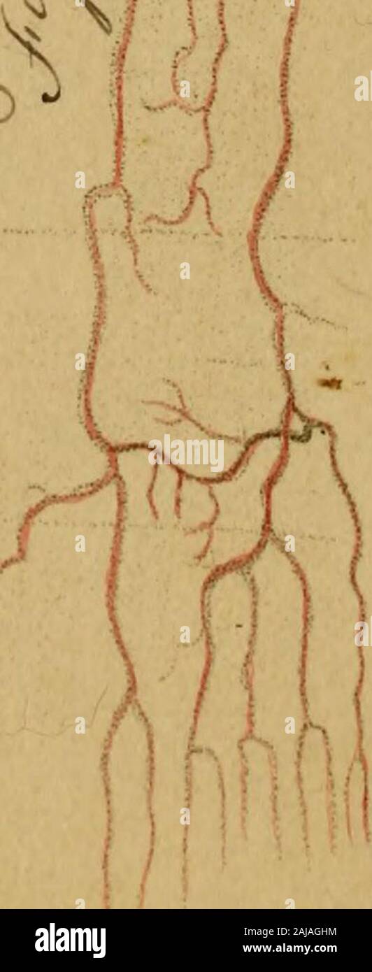 Engravings of the arteries : illustrating the second volume of the Anatomy of the human body, by J Bell ; and serving as an introduction to the surgery of the arteries . .N. 33 EXPLANATION PLATE VI. Read the Text from page 340 to page 402. OF THE ARTERIES OF THE ARM. Fig. I. a. The Scapula. b. The Pectoral Muscle held up.c The Deltoid Muscle. d. The Biceps Muscle. E. The CORACO-BRACHIALIS MUSCLE. f. The Triceps extensor Muscle. g. The Teres Major. h. The Tendon of the lesser Pectoral Mus-cle. i. The Supinator longus. k. The Extensor Carpi Radialis. l. The Flexor Carpi Ulnaris. m. The Palmaris Stock Photo