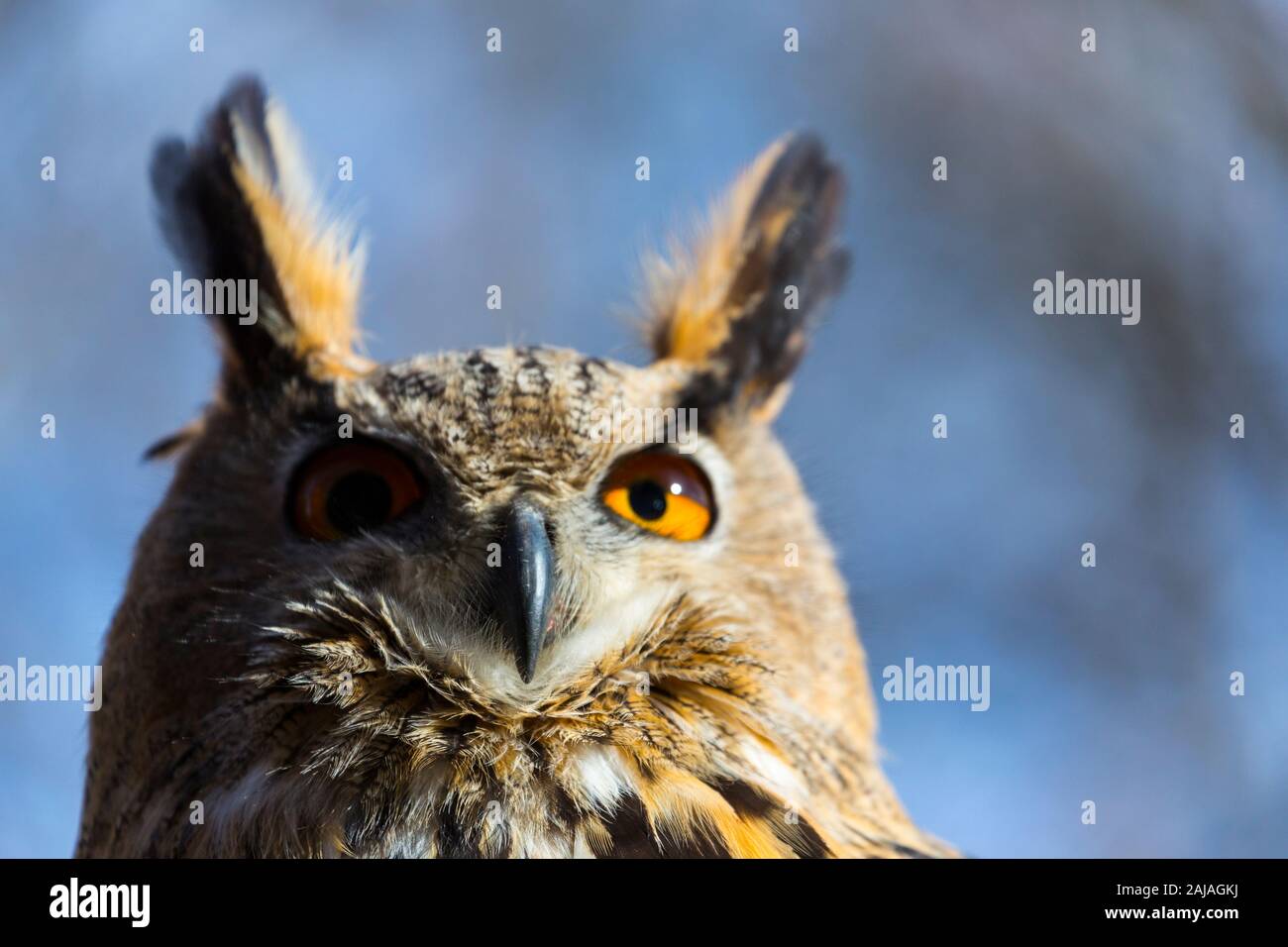 EURASIAN EAGLE OWL Bubo Bubo Stock Photo Alamy eurasian-eagle-owl-bubo-bubo-stock-photo-alamy