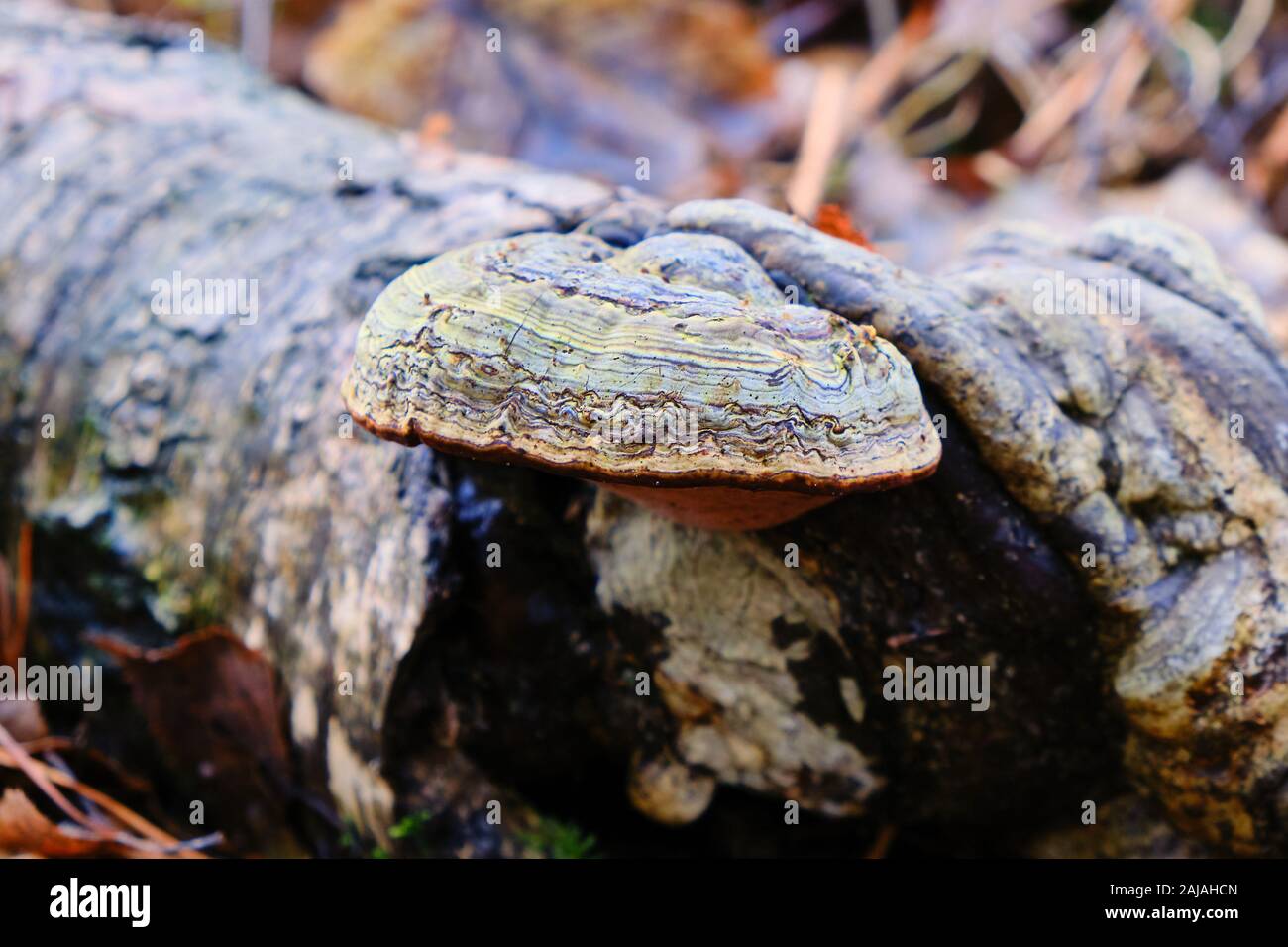 Red banded polypore Fomitopsis pinicola fungi growng on fallen rotting birch tree branches in woodland Stock Photo