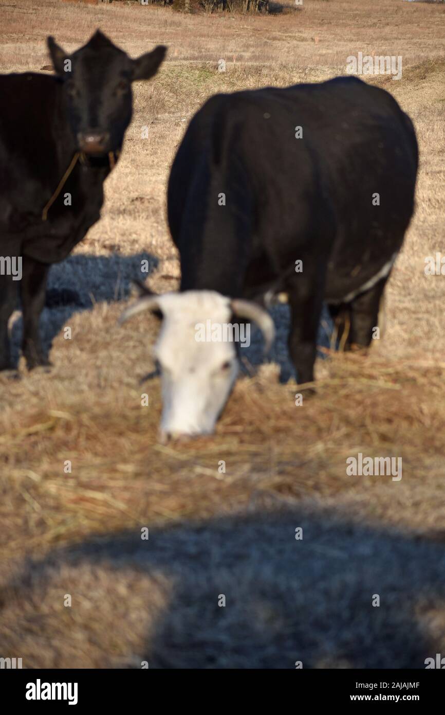 Black Angus Cow Eating Hay Stock Photo Alamy