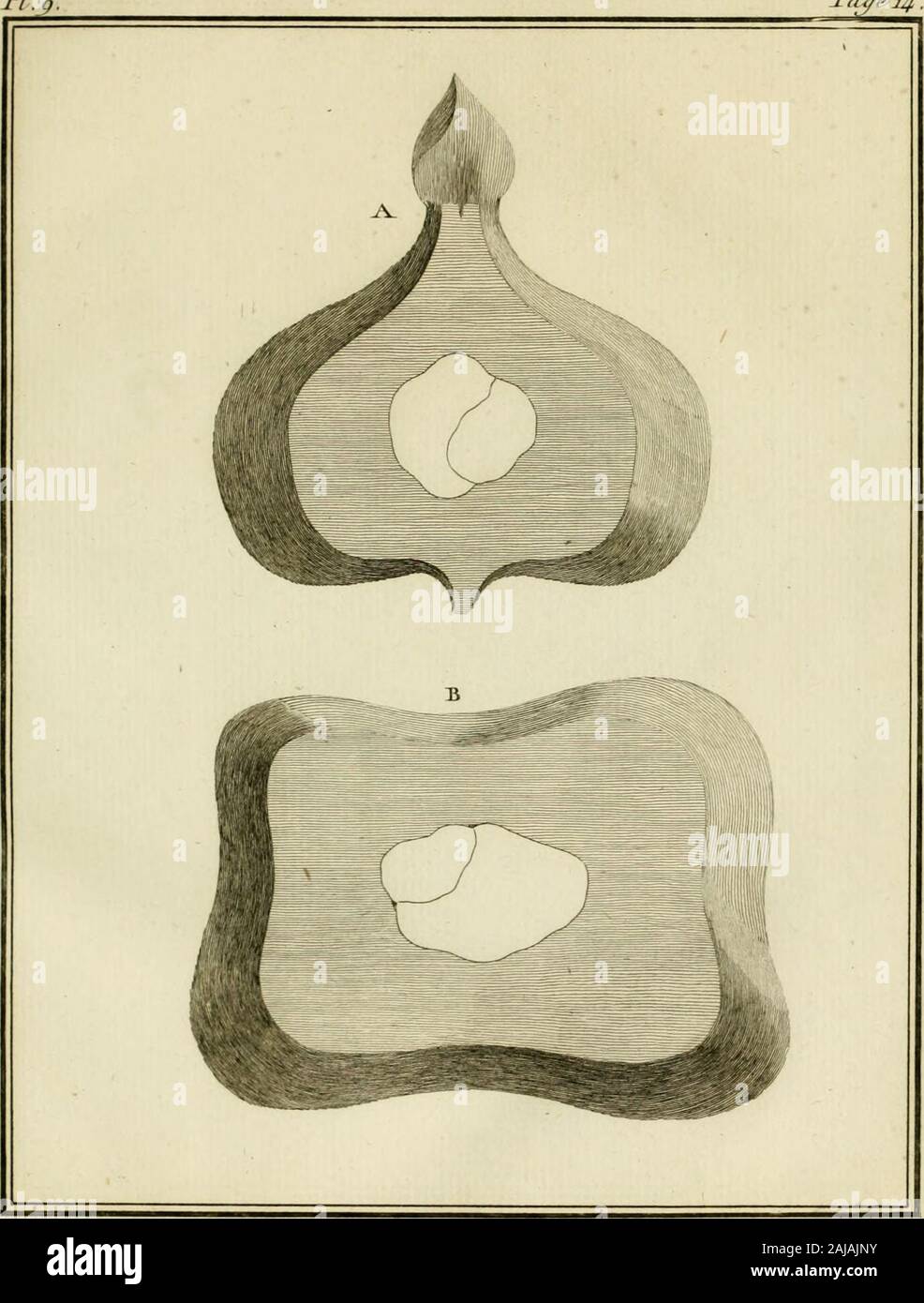 Voyage à la Nouvelle Guinée : dans lequel on trouve la description des lieux, des observations physiques & morales, & des détails relatifs à l'histoire naturelle dans le regne animal & le regne végétal . LeBonel yjuuy(-on /a (mmii&lt;/xo/i-f.f Ha^-Unt S.,.k„L //.«, la. &lt;7^.. Loupe du JFnat de Li ComnierçoruT^ &gt;^,J^. Coiij^c perpenanuuure c/u Fnat. B Coiwc /lorisontale dul^nnt. Pi lO . Stock Photo