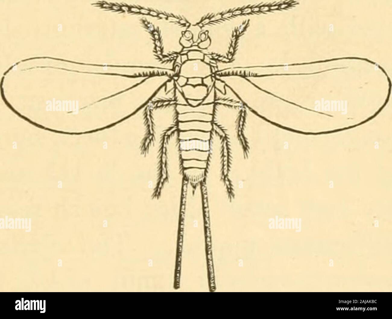 Insects injurious to fruits . tocontend. The adult female, whichis ...