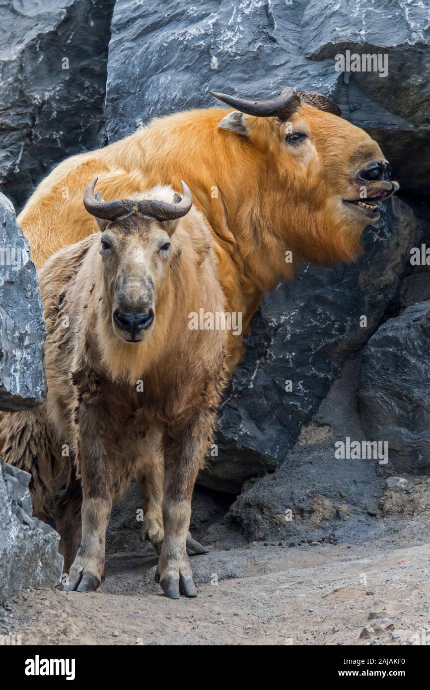 Two golden takins (Budorcas taxicolor bedfordi) in rock face, native to the Peoples Republic of China and Bhutan Stock Photo