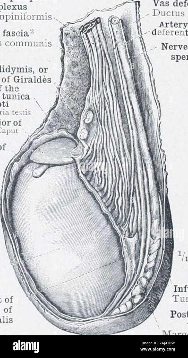 An atlas of human anatomy for students and physicians . g. epididymidis inferiusExternal surface of the testicleTestis (facies lateralis) Fig. 848.—The Left Testicle with the Epididymis,THE Infundibuliform Fascia and the ParietalLayer of the Tunica Vaginalis (Tunica VaginalisScroti) having been divided. Seen from Before. Fig. S49.—The Left Testicle with the Epididymis, theLatter being drawn a little backwards. TheInfundibuliform Fascia and the Parietal LayerOF the Tunica Vaginalis (Tunica Vaginalis Scroti)have been divided. Seen from the Outer Side. Spermatic or pampini-form plexusPlexus pampi Stock Photo