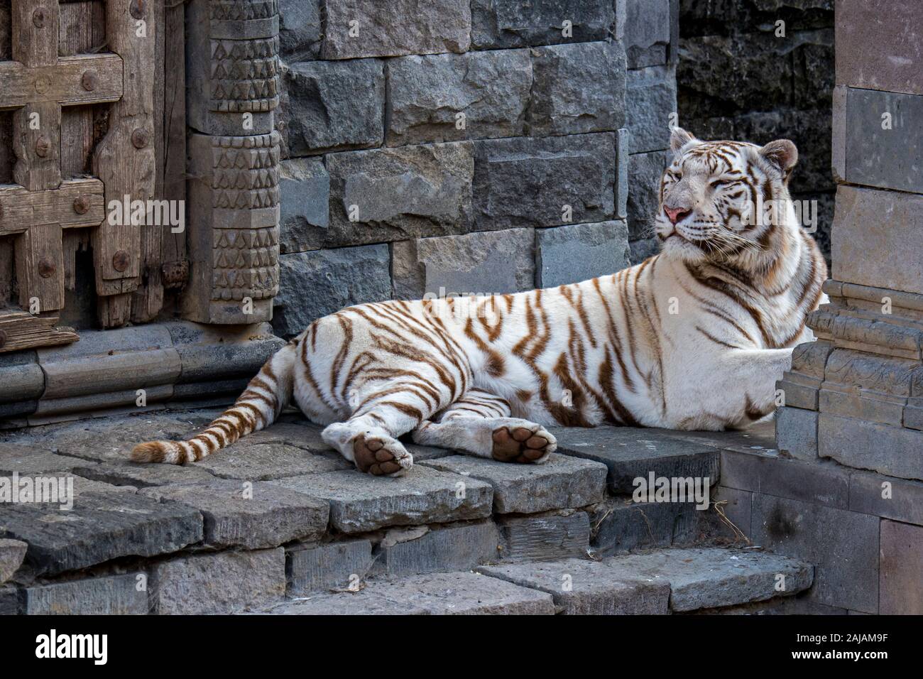 White tiger / bleached tiger (Panthera tigris) pigmentation variant of ...