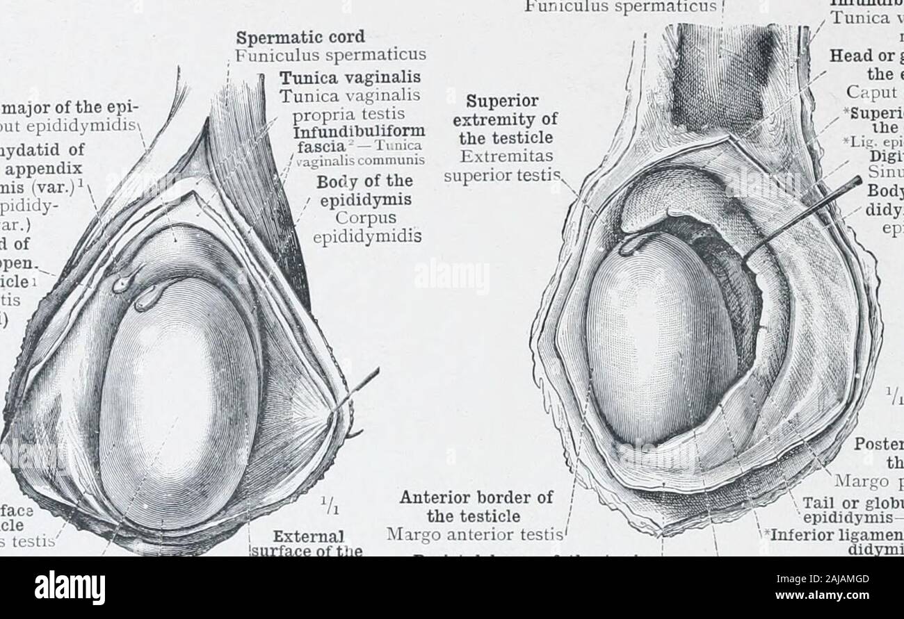 An atlas of human anatomy for students and physicians . -mi lis ( r )Sessile hydatid ofMorgagni, or appendix of the testicle iAppenijix tebtis(Morgagnii) Spermatic cord Funiculus spermalicusTunica vaginalisTunica -iginalispropria testisInfundibuliformfascia â Ti.iiica. Infundibuliform fascia /Tunica if,inilis com-munisHead or globus major ofthe epididymisCaf ut tpididmidisSuperior ligament ofihe epididymis 3 Digital fossaSim L] li lymidisBody of the epi-didymis Cl rpusepididymidis Internal surfaceof the testicleFades medialis tc^ Anterior border of the testicleâM M,o uiilhoi te^tiInferior Stock Photo