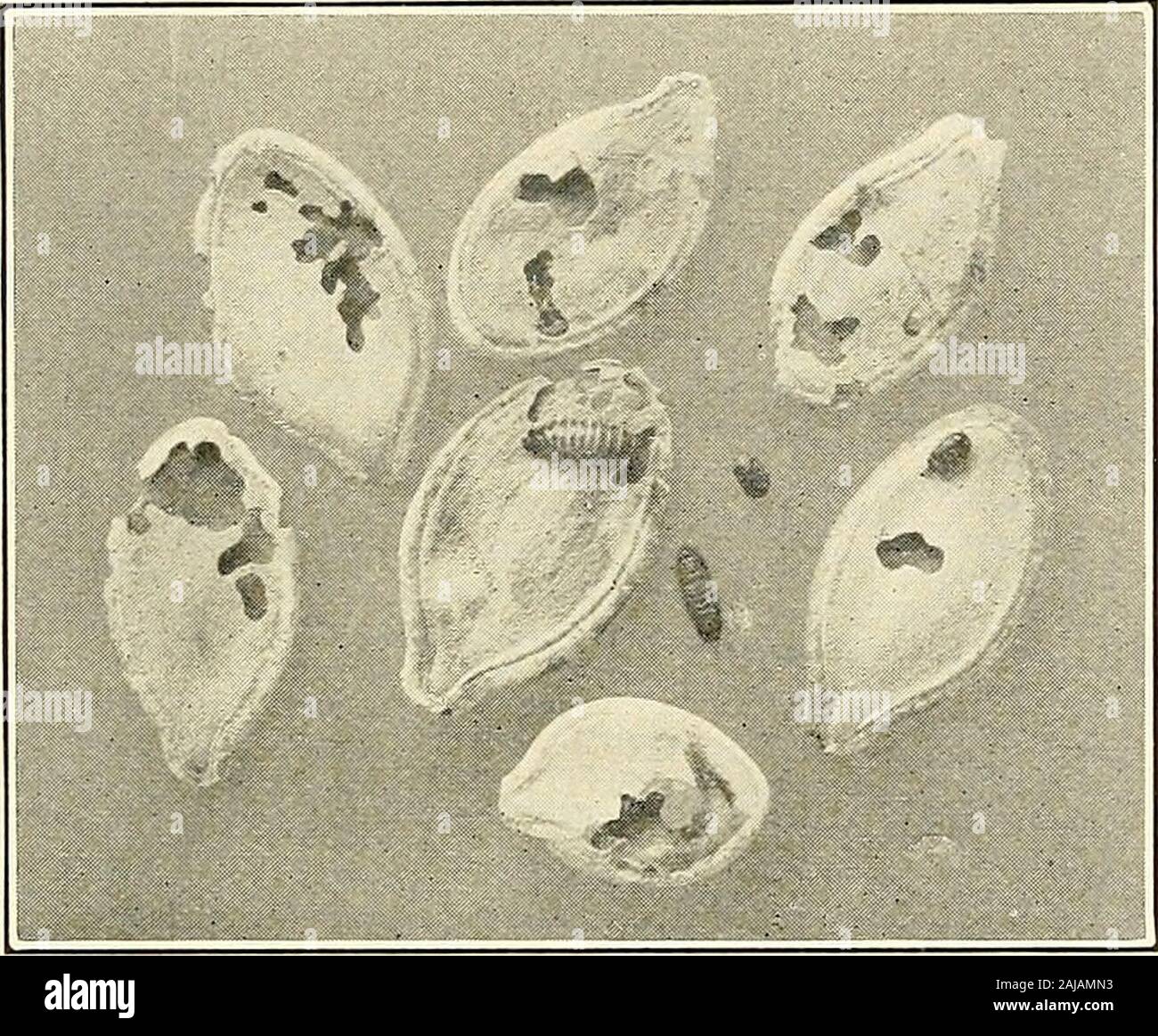 Insects injuring stored food products in Connecticut . .* in a seedwarehouse in Milford. It is now distributed throughout thenorthern states. The adult is a slender moth with a wing-spread of half aninch, creamy white mottled with brown, and is shown in figure16. Its work is shown in figure 1. OTHER INSECTS OCCASIONALLY ATTACKINGFOODS. The large cabinet beetle, Trogoderma tarsals Melsh., fre-quently injuries seeds and is shown in figure 17. The smallcabinet beetle, Anthrenus verbasci Linn., and the black carpelbeetle, Attagenus picens Oliv., occasionally attack and injurefood products, though Stock Photo