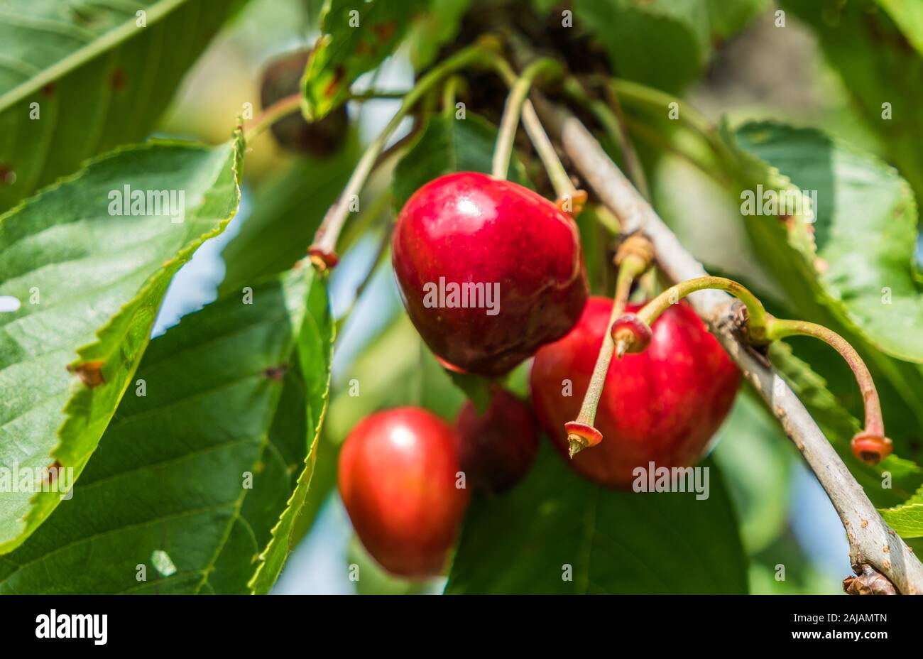 Sweet cherry hanging from the tree Stock Photo