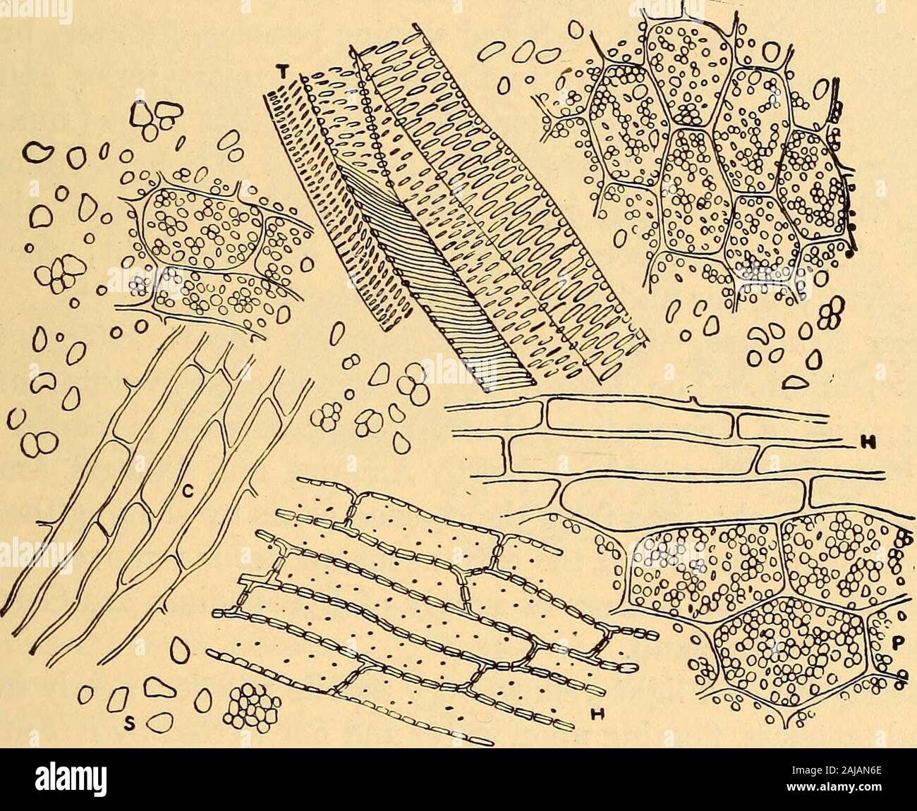 Filicin Filicin hi-res stock photography and images - Alamy
