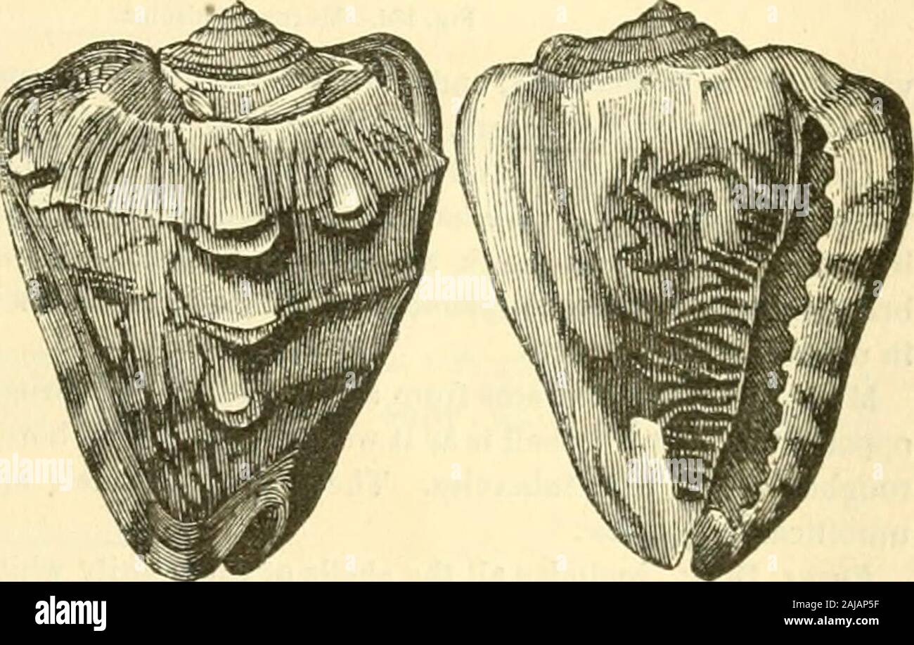 The animal kingdom, arranged after its organization : forming a natural history of animals, and an introduction to comparative anatomy . lla ofBuccinnm, but their spire is drawn out so as to be turriculated orsubulate. [The species are numerous and beautiful.] The Subula,Blainv., is distinguished by some difference in the animal, and bythe existence of an operculum. The Cerithium, Brug.,—Dismembered with good reason from the Murex of Linnaeus,Kii;. isz.-cassidaria echinophora. havc a shcll with a turriculatcd spire, an oval aperture, and a short but distinct canalcurved to the left and back-wa Stock Photo