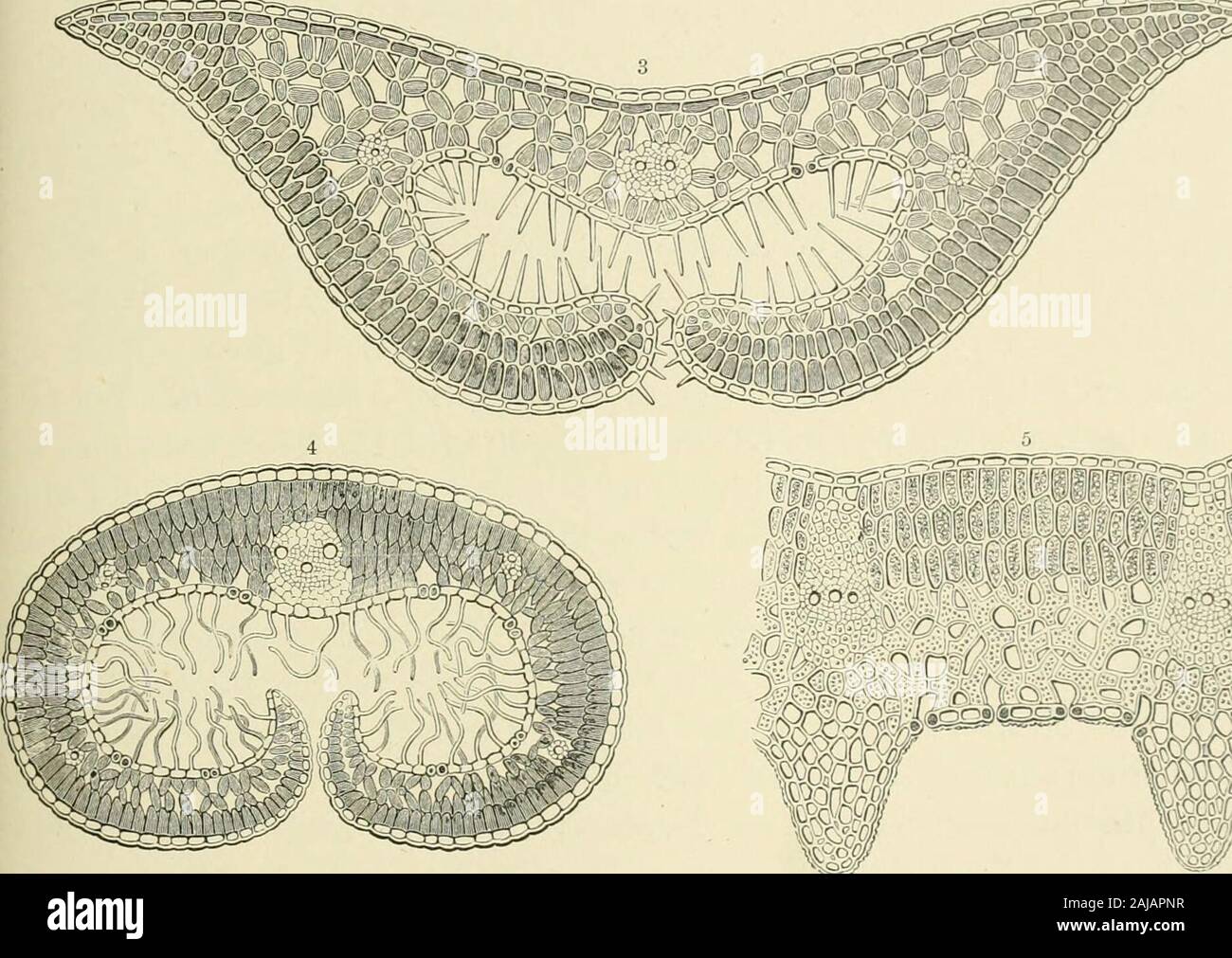 The natural history of plants, their forms, growth, reproduction, and distribution; . s &lt;?41p. ?;3^8y*^*^**^ferP.W r . I o. A Fig. 71.—Transverse Sections through Rolled Leaves. Erica caffra; x280. ^ Empetrum nigrum; xl60. » Andromeda tetragona; xl50. * Tylanthus ericoides; xl30.« Salix reticulata; x 200. Stock Photo