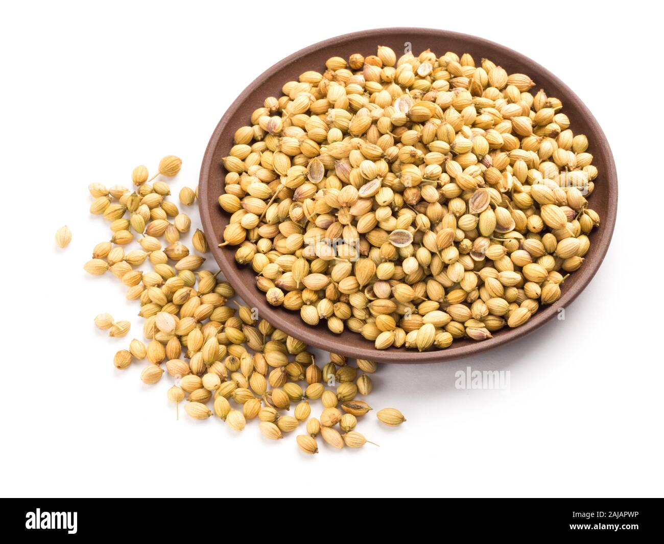 Spice coriander (Coriandrum sativum) seeds in clay plate isolated on