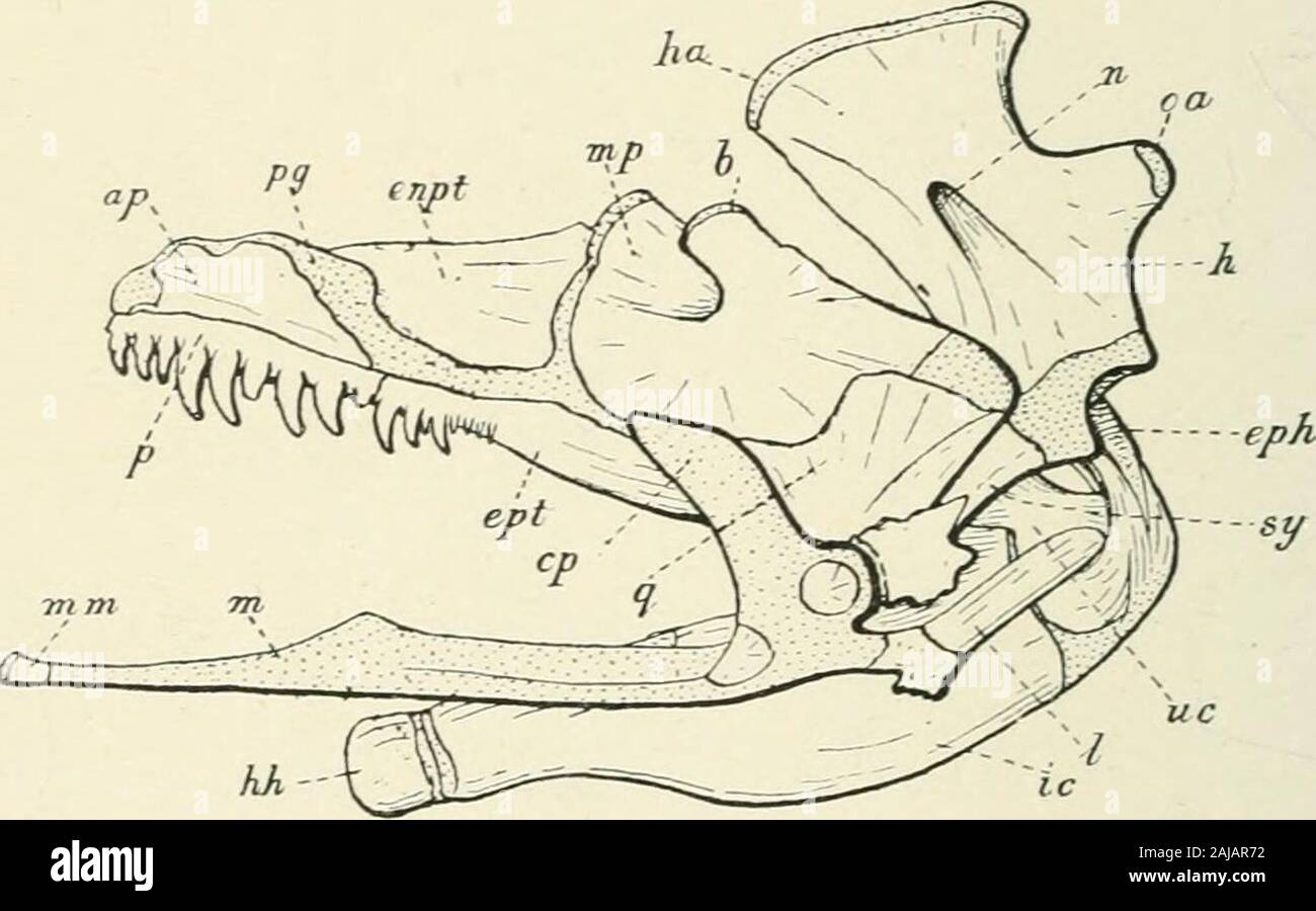 A treatise on zoology . fuse to a median bone. The lateralwall of the brain-case between the orbits is strengthened by analisphenoid in the region of the trigeminal foramen, and by anorbitosphenoid near the optic foramen. The antorbital cartilage 2 70 TELEOSTOMI is invaded by the prefrontal (lateral ethmoid), originally a superficialbone, which may sink below the surface in higher forms (p. 345).A median ethmoid may grow into the cartilaginous internasalseptum from above, and sometimes the A^omer also from below.Little paired septomaxillaries (Fig. 237) may occasionally be foundin the nasal ca Stock Photo