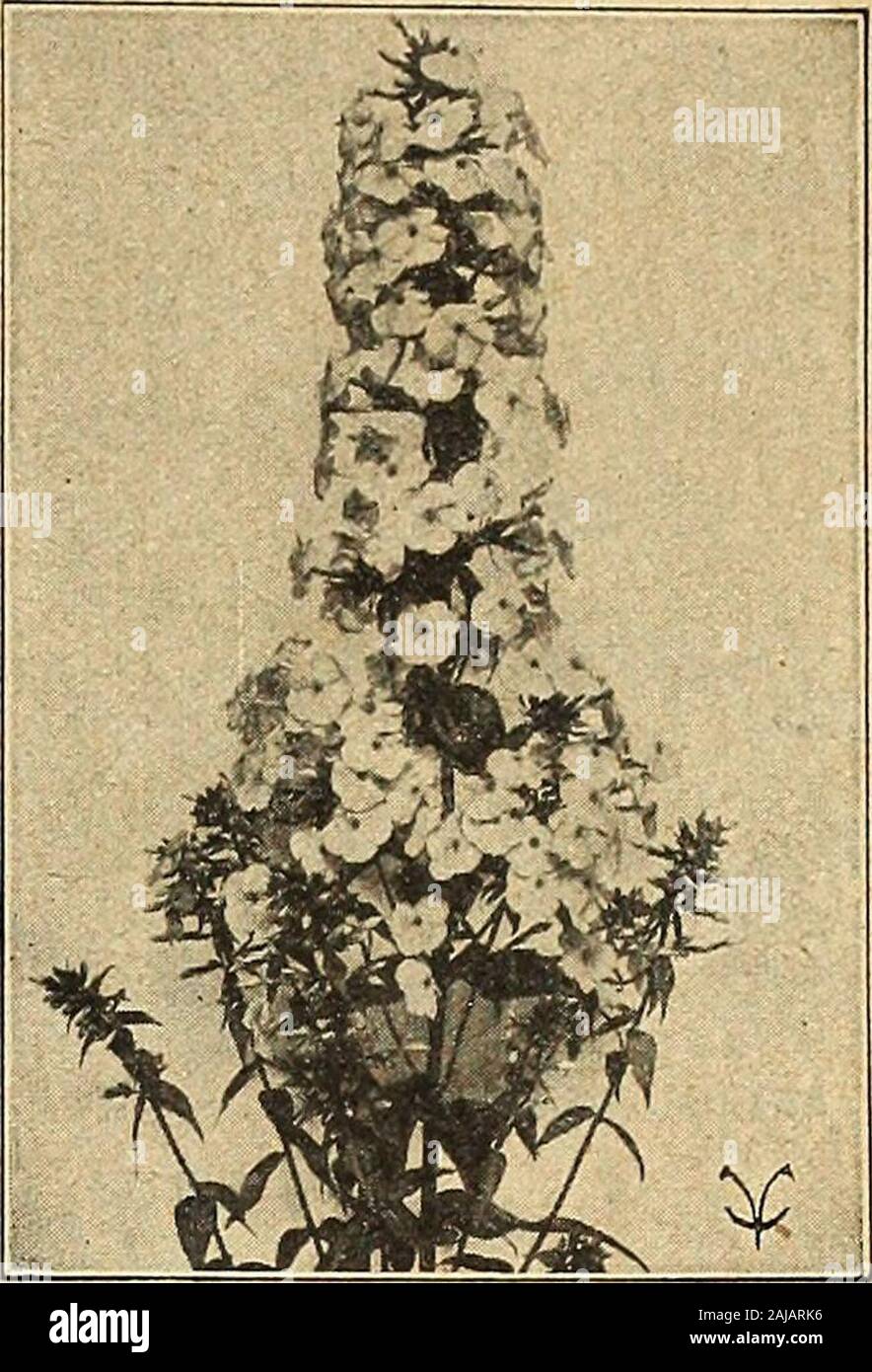 Vaughan's seed store . strain of seed from the originator Pkt. 25c 5415 —Uliginosum. 4. ft. Large giant daisy-like flowers, in great profusion. Plants, each 20c; doz., $2.00. HOz-&gt; 50c .Pkt. 10c RANUNCULUS Repens, Fl. PI. A showy plant bearing rosettes of double yellowflowers during May and June. Plants, each 20c; doz., $2.00. 5416 REHMANNIA Angulata. 6 in. Like Incarvillea, in rose and red shades. .Pkt. 25c 5418 RHEUM Palmatum Tanghuticum. 7 ft. Extremely ornamental foliage plant with enormous dark bronzy leaves, and tall white flower spikes, followed byscarlet seed pods Pkt. 5c 5419 ROMNE Stock Photo