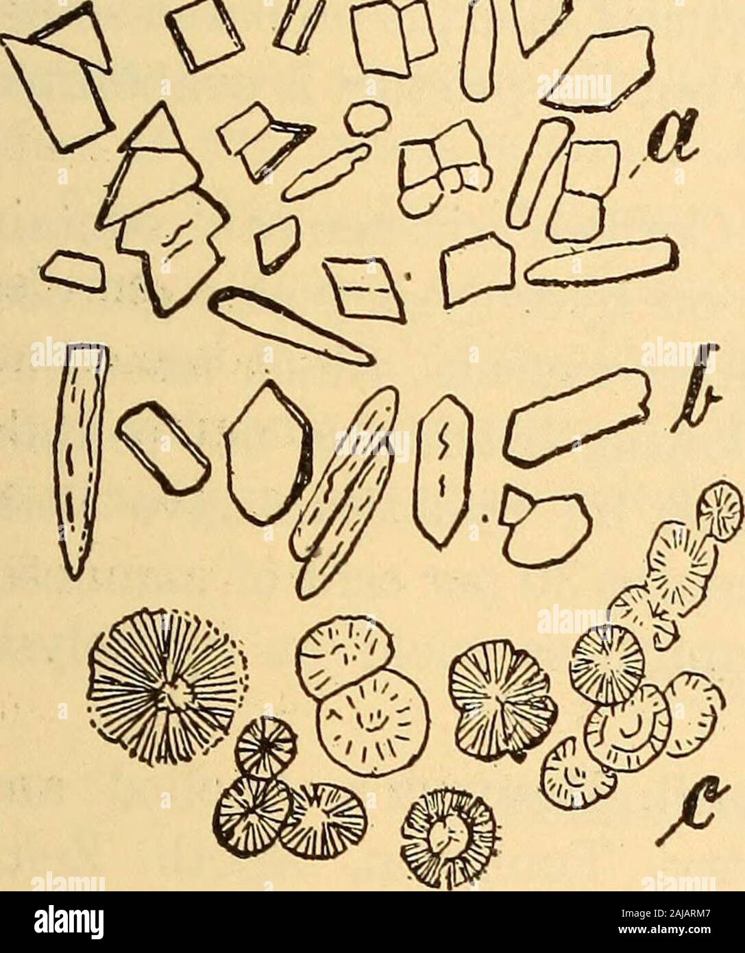 Scientific and applied pharmacognosy intended for the use of students in pharmacy, as a hand book for pharmacists, and as a reference book for food and drug analysts and pharmacologists . parts ofAustria. Description.—Consisting of a number of somewhat dichotom-ously branching, more or less curled, papery, fringed segments.5 to 10 cm. long and about 5 mm. wide: upper surface greenish-brown, with occasional dark reddish-brown cupular apothecia:under surface grayish, with numerous small, whitish, depressed LICHENS 27 spots; tough when damp, but brittle when dry; odor slight; tastemucilaginous an Stock Photo