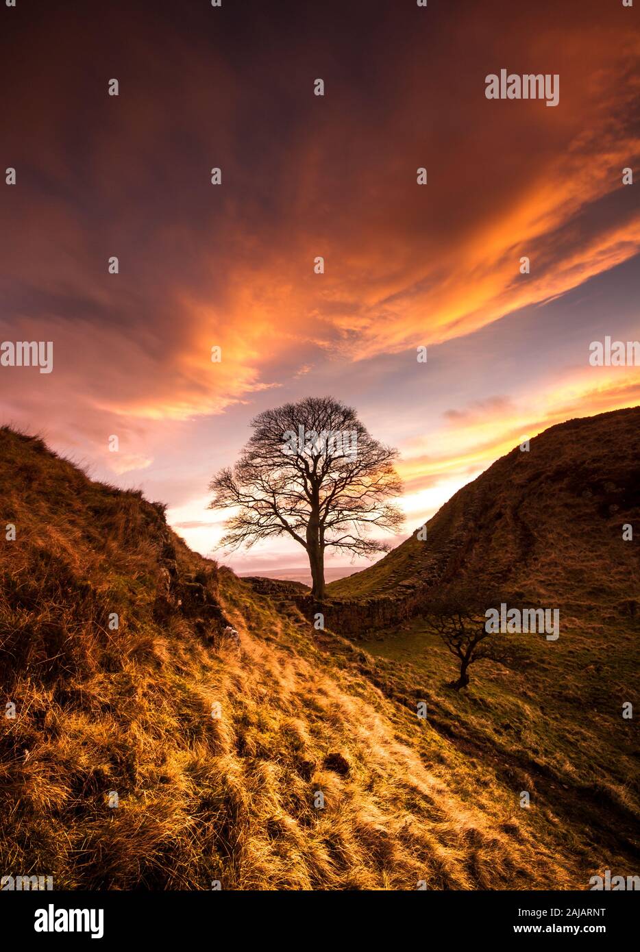 Sycamore Gap on Hadrian's Wall in Northumberland, the edge of the Roman Empire, under a bright orange sunset sky - where Robin Hood was filmed Stock Photo