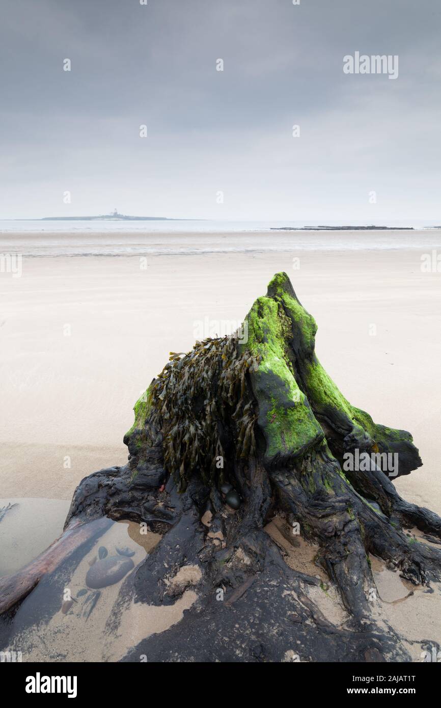 Petrified tree stumps, remains of an ancient forest on the beach at Low Hauxley, Northumberland. Stock Photo