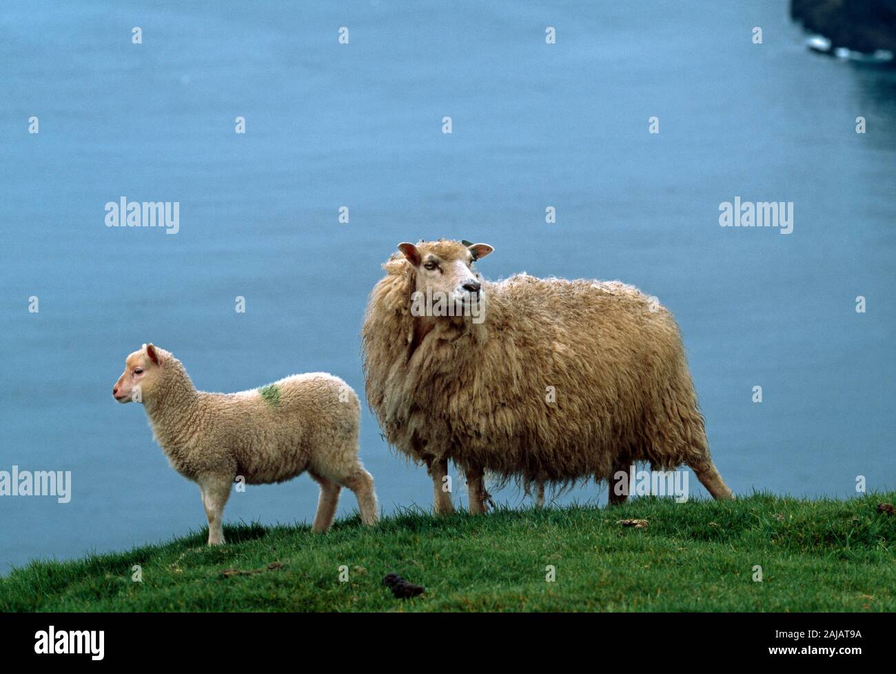 SHETLAND SHEEP ewe with lamb Herma Ness, Unst, Shetland Isles, Scotland. Stock Photo