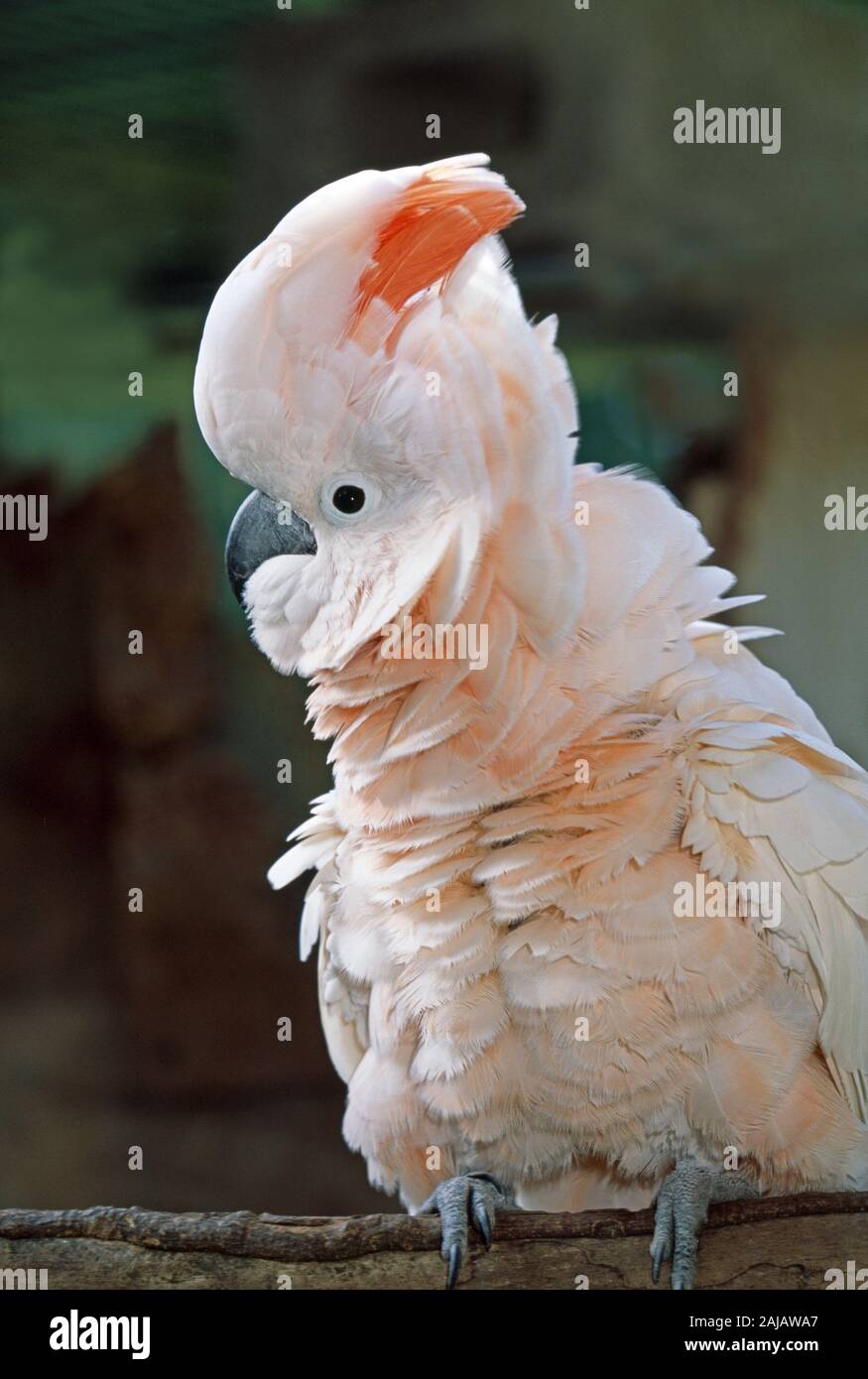 SALMON-CRESTED or Moluccan COCKATOO male (Cacatua moluccensis), with raised crest, and shaking out, re-aligning body plumage. Stock Photo