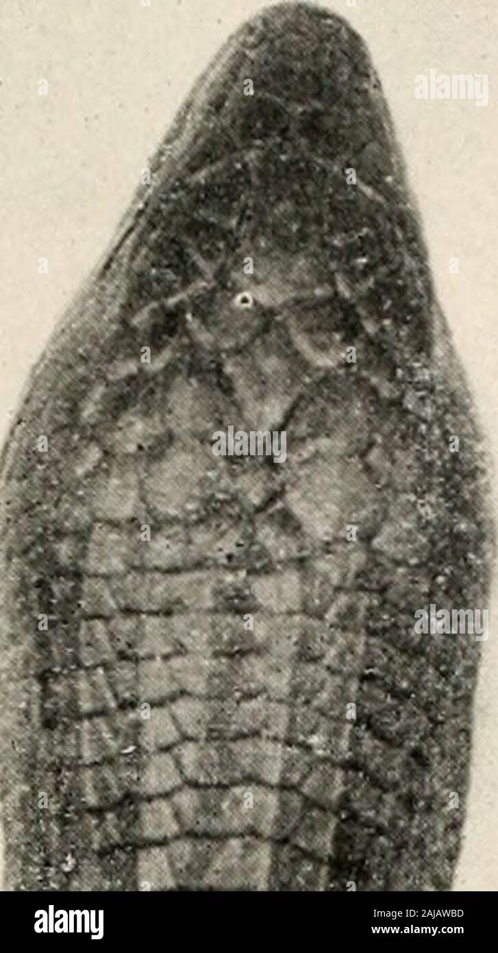 The reptile book; a comprehensive popularised work on the structure and habits of the turtles, tortoises, crocodilians, lizards and snakes which inhabit the United States and northern Mexico . on.—Has been found near Tucson, Arizona. II. No black crescents on throat; a black spot on eachside of abdomen. Brownish, with black, longitudinal lines; the brownbetween the dark bands often broken up into roundedblotches, each containing a reddish spot. A large,black spot on each side of the abdomen; throat withnarrow, black, longitudinal lines. Length about 7^inches. RED-SPOTTED DESERT LIZARD, Lima rn Stock Photo