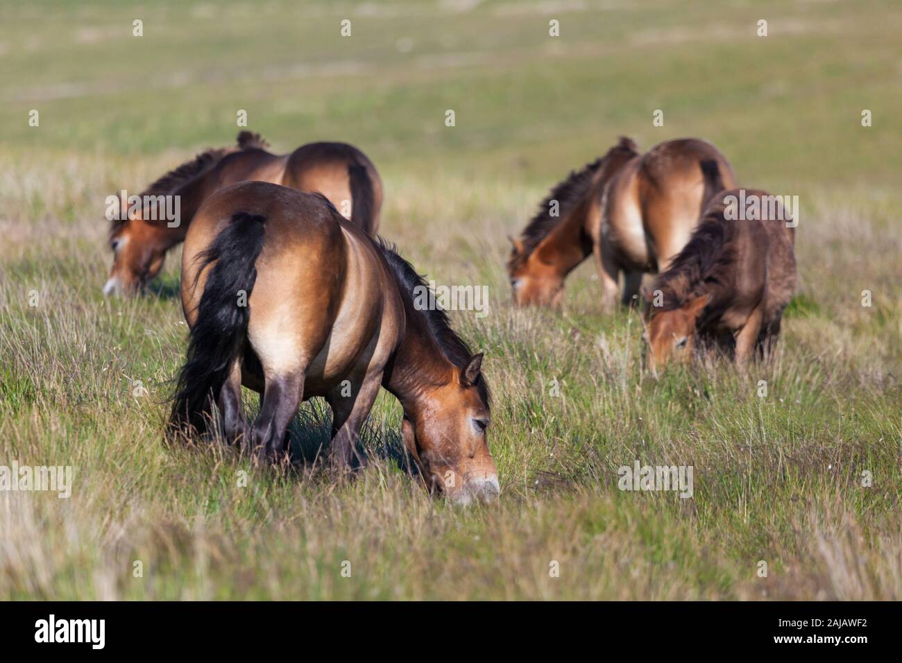 A herd with foals of free roaming ponies on the open moors above Otterburn in Northumberland, near the Pennine Way. Stock Photo