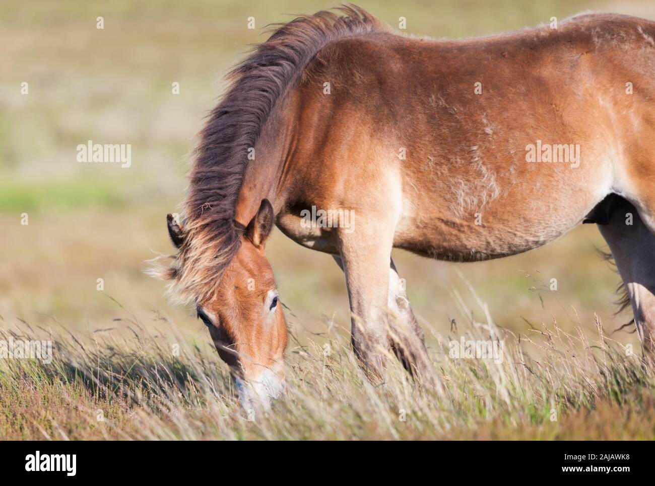 A herd with foals of free roaming ponies on the open moors above Otterburn in Northumberland, near the Pennine Way. Stock Photo