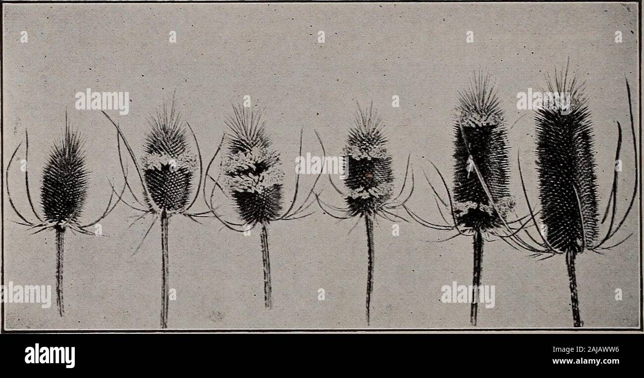 Corymbose Raceme High Resolution Stock Photography and Images Alamy